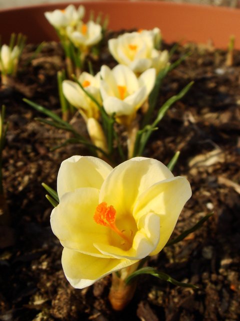 Crocus chrysanthus 'Cream Beauty' pergola